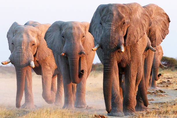 istock Beautiful Wildlife of Moremi, Botswana 1395580160
