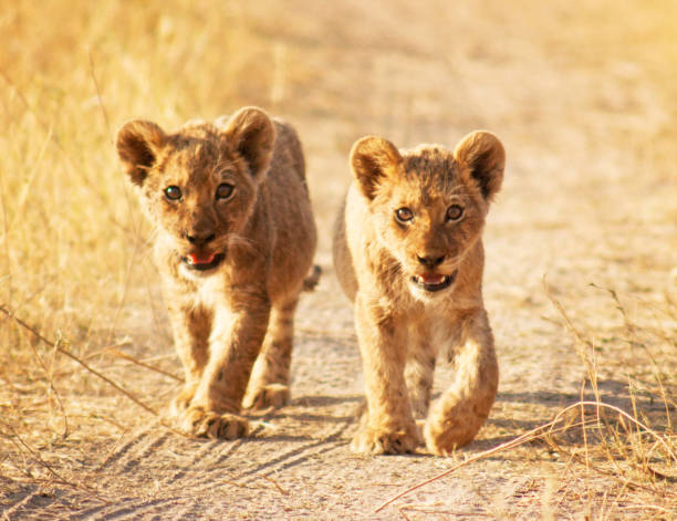 Beautiful Wildlife places in Moremi, Botswana
