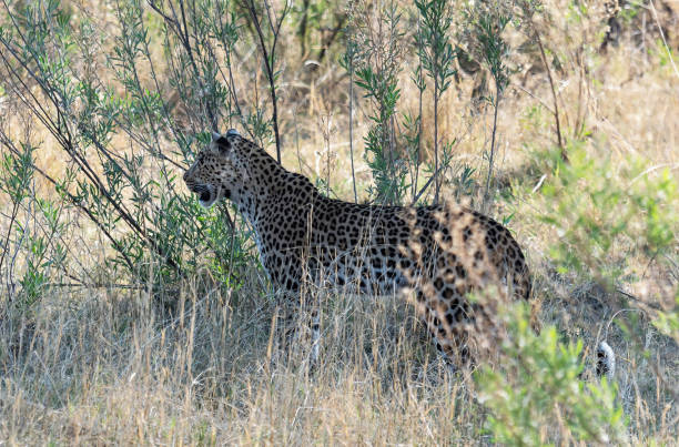 istock Beautiful Wildlife of Moremi, Botswana 1395580330