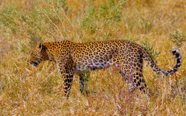 istock Beautiful Wildlife of Moremi, Botswana 1395580859