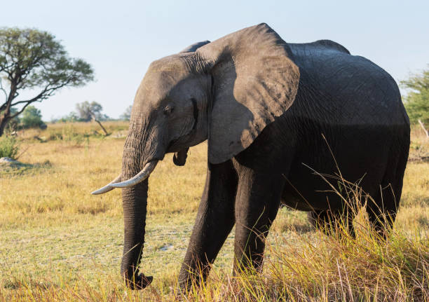 istock Beautiful Wildlife of Moremi, Botswana 1395580862
