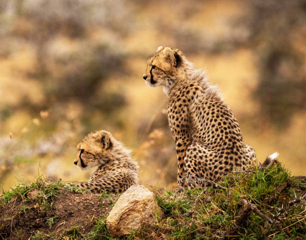 istock Beautiful Wildlife of Moremi, Botswana 1395580931