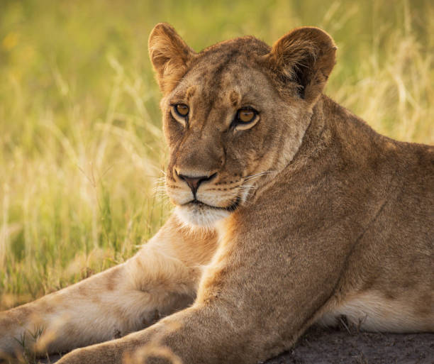 istock Beautiful Wildlife of Moremi, Botswana 1395580991
