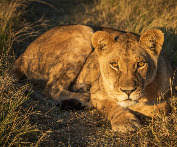 istock Beautiful Wildlife of Moremi, Botswana 1395580993