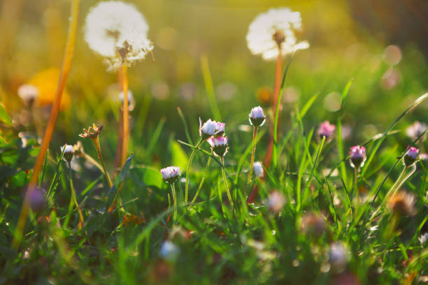 istock Dandelions on a spring field at sunset 1395581026