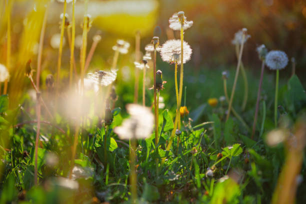 istock Dandelions on a spring field at sunset 1395581053
