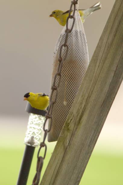 istock A pair of Goldfinches share a feed sack 1395581282