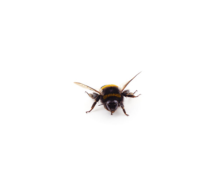 One beautiful bumblebee isolated on a white background.