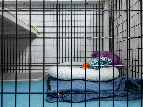 Directamente a la vista del interior de una perrera de embarque dentro de una oficina veterinaria photo
