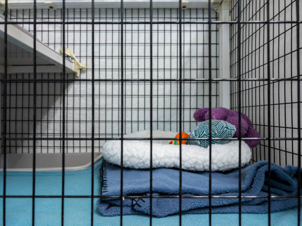 179 Dog Boarding Kennels Stock Photos, Pictures & Royalty-Free Images - iStock 179 Dog Boarding Kennels Stock Photos, Pictures & Royalty-Free Images - iStock