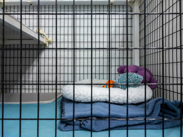 Straight on view of the inside of a boarding kennel inside a vet office Straight on view of the inside of a boarding kennel inside a vet office metal crate stock pictures, royalty-free photos & images