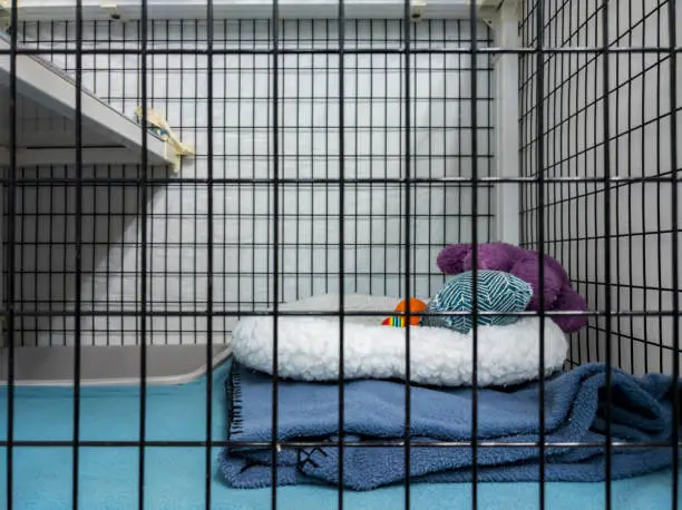 Photo of Straight on view of the inside of a boarding kennel inside a vet office