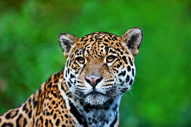 Jaguar – zdjęcie