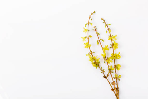 Forsythia branches covered with yellow flowers. Minimal concept, spring Easter background