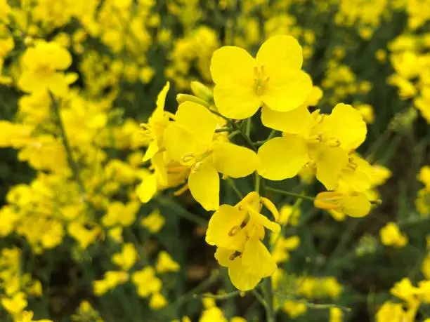 Photo of Yellow rape flower and close-up