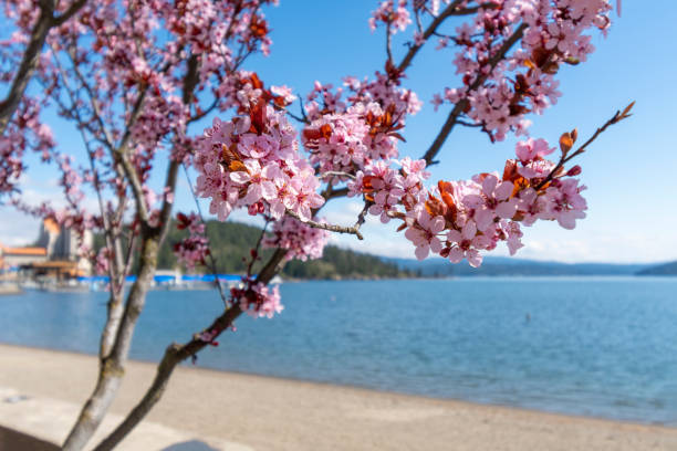 아이다호 주 coeur d' alene에있는 꽃이 만발한 분홍색 벚꽃 나무의 가지 뒤에서 볼 수있는 tubbs hill 공공 공원이있는 도시와 호수. - dalene 뉴스 사진 이미지