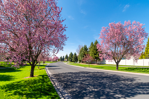 Pink colored cherry blossom trees line a suburban neighborhood street alongside a small park and walking path at Spring in the city of Coeur d'Alene, Idaho, USA.