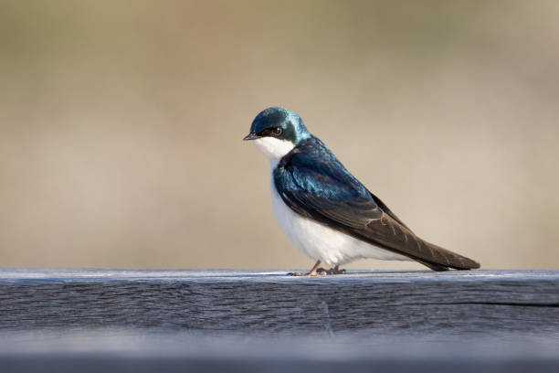Small and colorful Tree Swallow on a blurred background stock photo