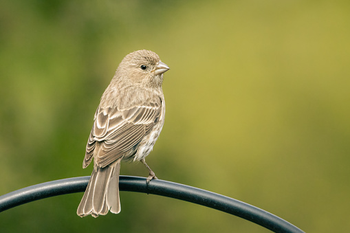 Small female house finch perched in my garden on green blurred background