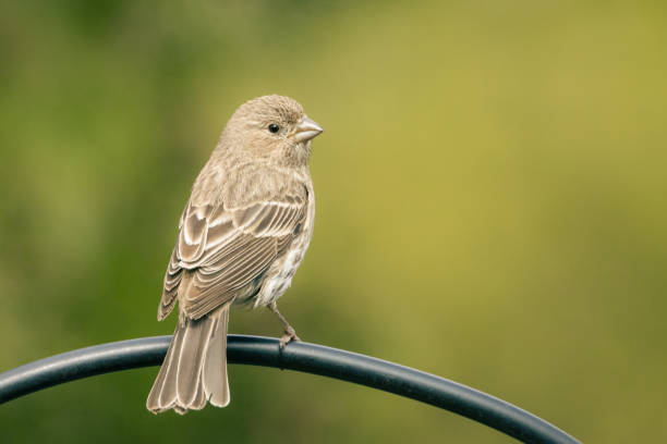 Small female house finch perched in my garden stock photo