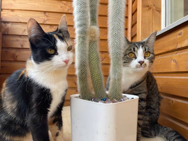 Beautiful Gray and tricolor cats with green cactus