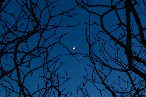 Crescent moon behind spooky branches. Abstract concept