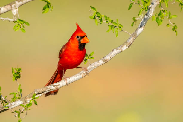 istock Northern Cardinal Male 1395587971