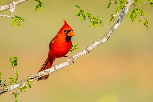 Northern cardinal (Cardinalis cardinalis) male perched on a tree branch. Texas.