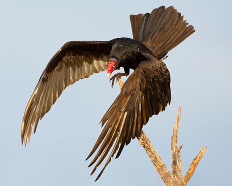 Turkey Vulture (Cathartes aura) landing on a perch. Texas.