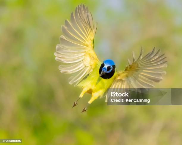 Green Jay Flying Stock Photo - Download Image Now - Songbird, Texas, Green Jay
