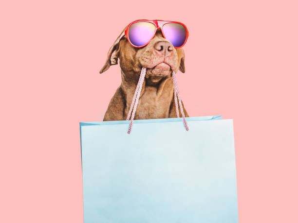 istock Lovable, pretty brown puppy and shopping bag 1395588035