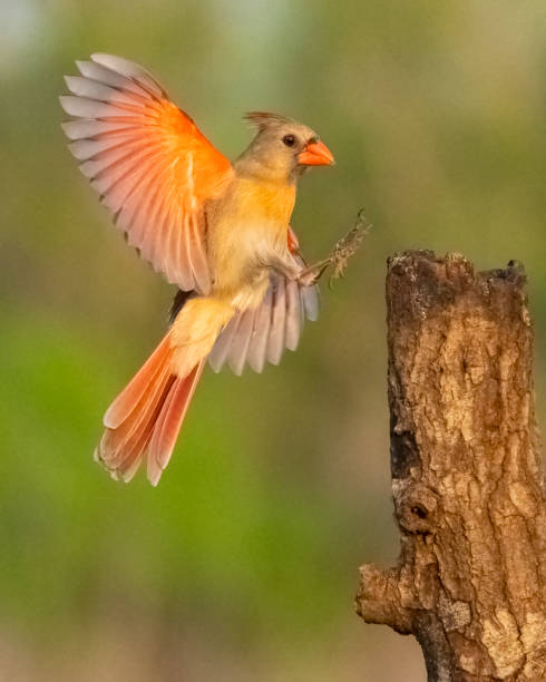 istock Northern Cardinal Female landing on a  tree stump 1395588067