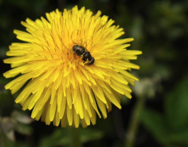 istock Bee sitting on the dendelion flower 1395588102