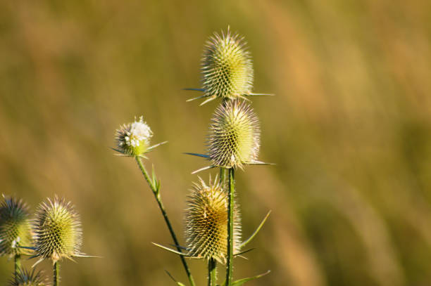 istock Closeup of green cutleaf teasel seeds with green blurred background 1395589020