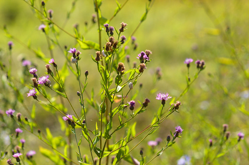 Close-up of creeping thistle flowers with selective focus on foreground