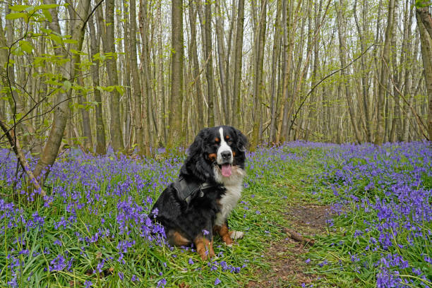 istock Bernese Mountain Dog in the bluebells in forest 1395589991