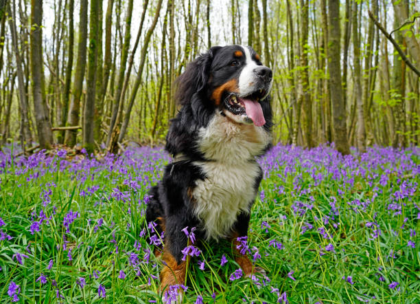 istock Bernese Mountain Dog and bluebell flowers 1395589992