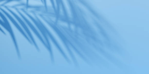 istock Palm leaf shadow overlay effect.  Summer  blue background with tropical leaves shadows. 1395590160