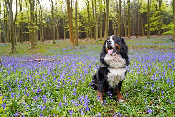 istock Bernese Mountain Dog sitting in the bluebell forest 1395590288