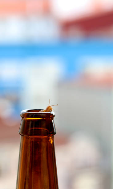 beer bottle showing the eye of a snail that has been inside - beer beer bottle snail slow imagens e fotografias de stock