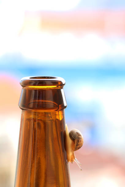 snail going down a bottle of beer - beer beer bottle snail slow imagens e fotografias de stock