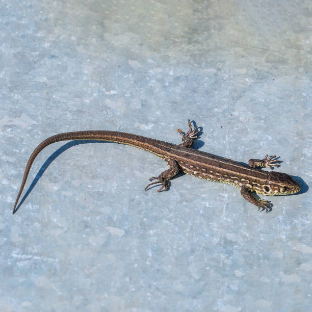 istock Gray lizard basks in the sun on a sheet of iron 1395591565