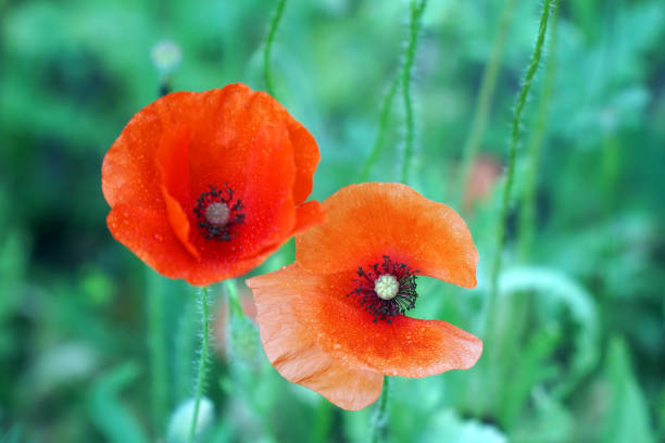 istock Red poppy flower on garden bed 1395592078