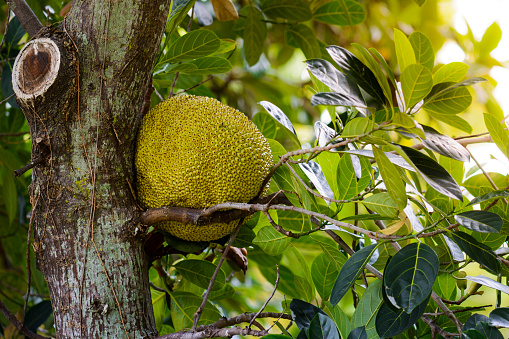 Close up of jackfruit on tree with green leaves