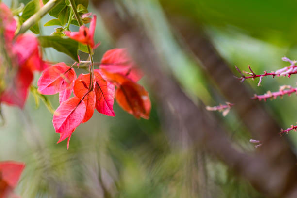 istock Bougainvillea flowers on garden 1395592243