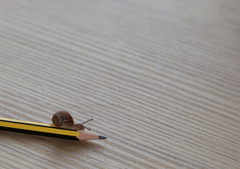 Snail walking calmly on a pencil
