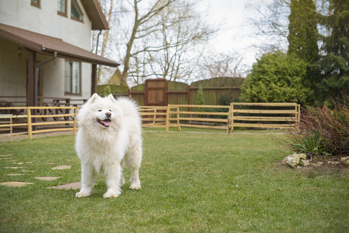 beautiful samoyed dog playing on the lawn in the garden