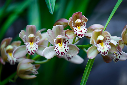 Beautiful Cypripedium calceolus flower in botanical garden