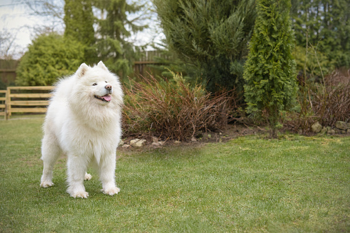 beautiful samoyed dog playing on the lawn in the garden