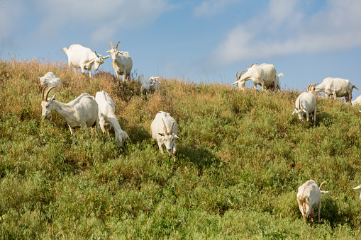 Herd of farm goats  on a pasture. Livestock and agriculture concept